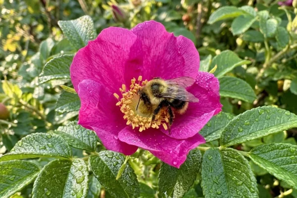 Een close-up van een lichtroze botanische roos (Rosa canina) met een open hart en een bij op de meeldraden.