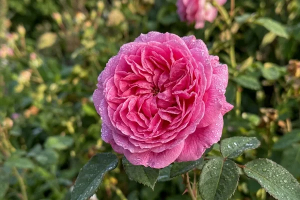 Een close-up van de roze roos 'Gertrude Jekyll', bedekt met ochtenddauw.