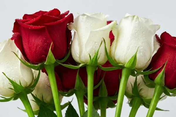 Een weelderige bos verse, rode en roze Hollandse rozen in een glazen vaas op een eikenhouten tafel.