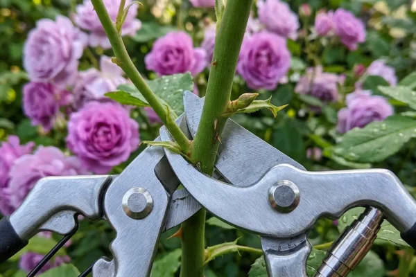 Een scherpe snoeischaar knipt een dode tak van een lila rozenstruik af.