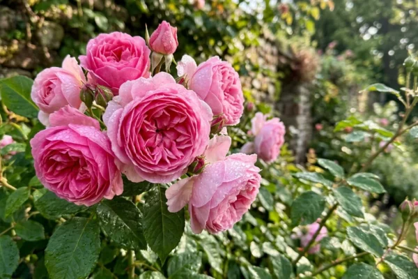 Een close-up van een weelderig bloeiende, lichtroze Engelse roos met dauwdruppels.