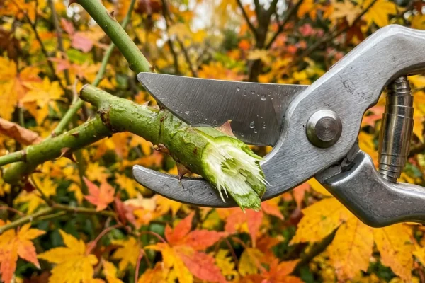 Scherpe snoeischaar knipt een rozenstruik net boven een buitenwaarts gericht oog in de herfst.