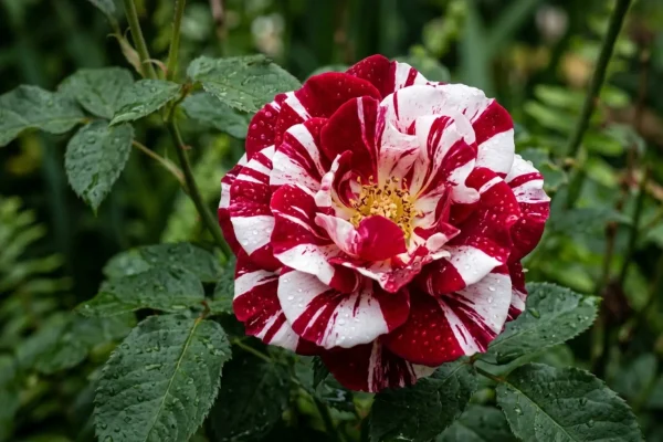 Close-up van een opvallende rood-wit gestreepte roos in een moderne tuin.