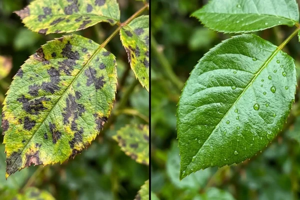 Rozenblad aangetast door stervormige zwarte vlekken en gele randen