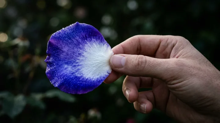 Een felblauwe roos in een botanische tuin.