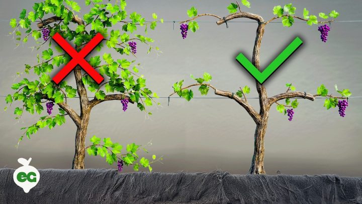 De ultieme gids voor het snoeien van druiven: Maximale oogst in uw eigen tuin