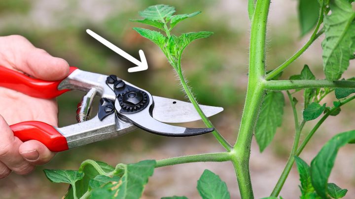 De ultieme gids voor het snoeien van tomaten: maximale opbrengst in eigen tuin