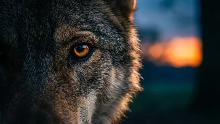 Een Europese wolf in een natuurlijke omgeving.