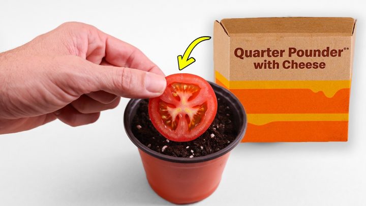 Kan een McDonald’s-burger tomaten voortbrengen? Een experiment in tuinieren
