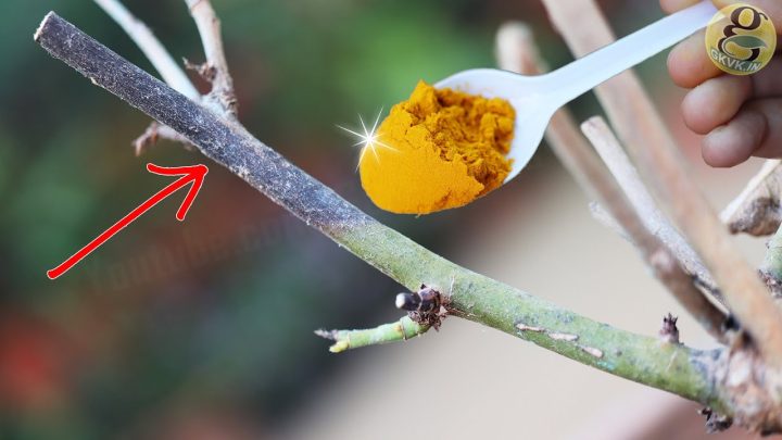 Roeststerfte bij Rozen: Herken de Symptomen en Red Uw Planten