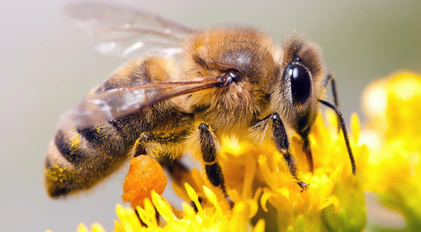 Extreme droogte drijft prijzen groente op en brengt honingproductie in gevaar