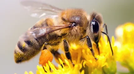 Honey bee harvesting pollen