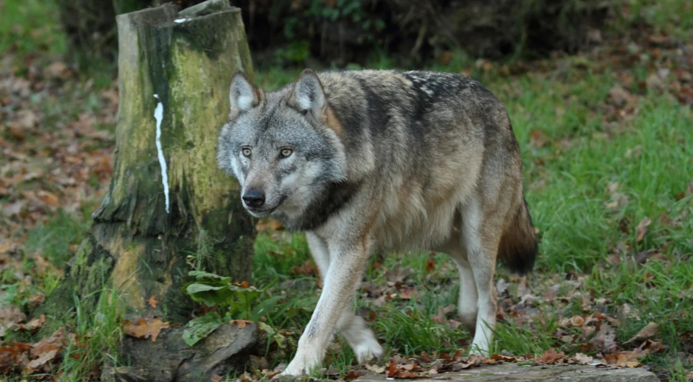 Jagers eisen strenger beleid tegen 'brutale' wolven in Nederland