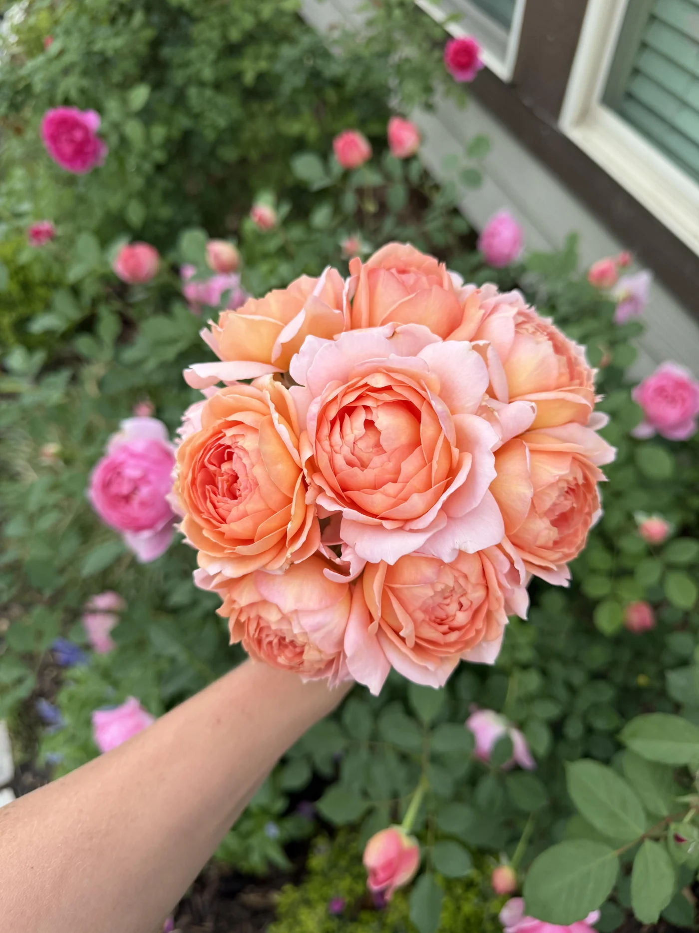 De Carding Mill Roos: Waarom deze David Austin-favoriet uw tuin moet domineren